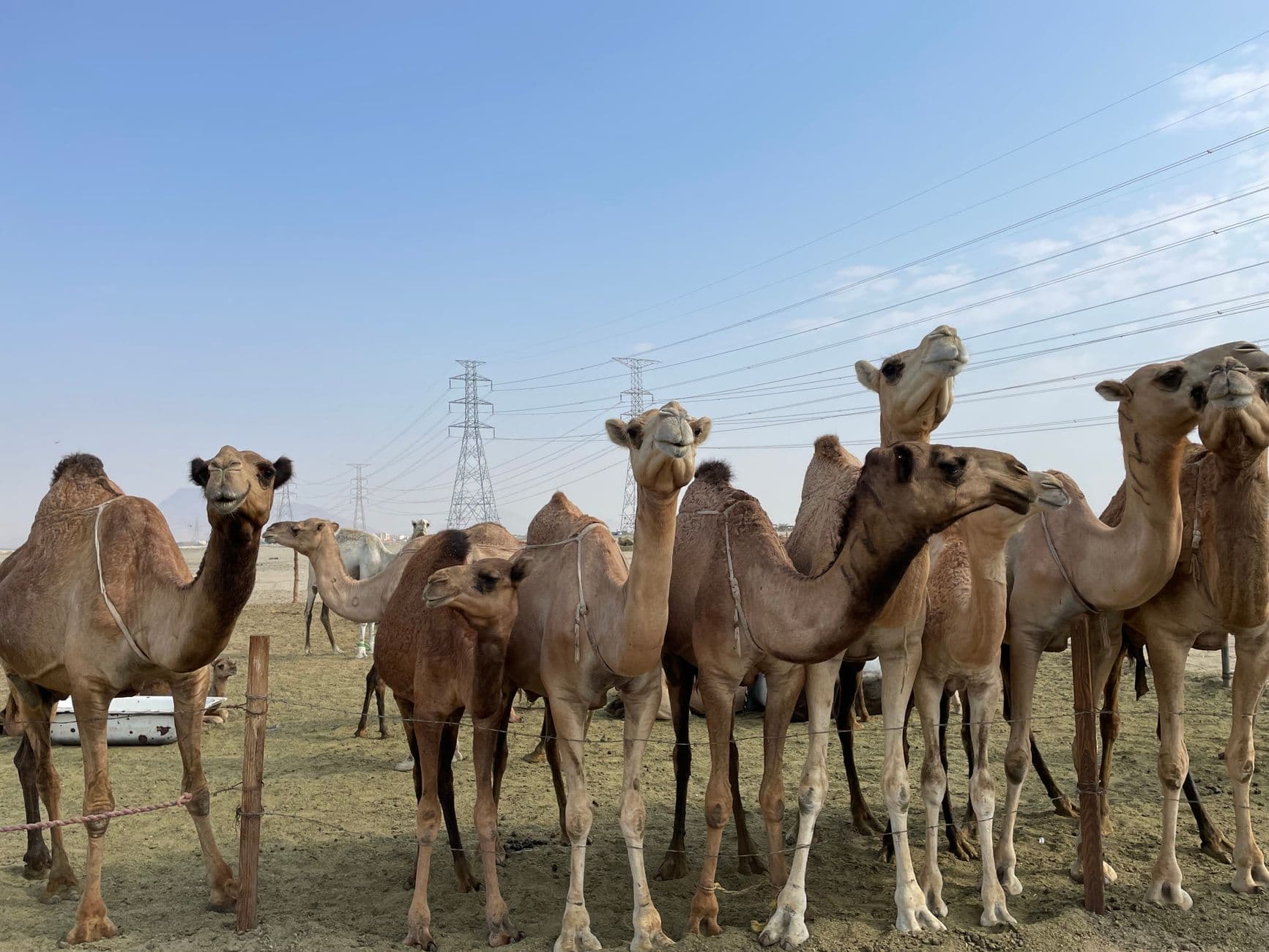 هل حليب الإبل يعالج السرطان والتوحد والسكري؟