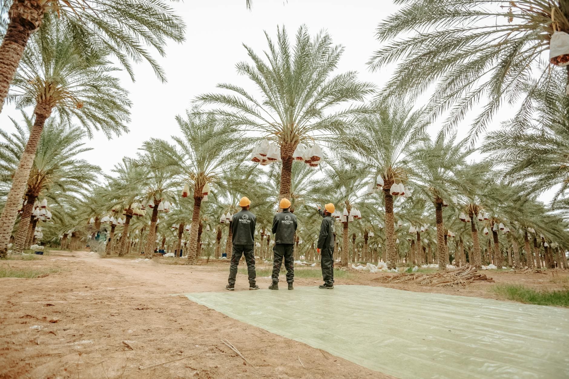 أكثر 10 دول عربية إنتاجاً للتمور عالمياً