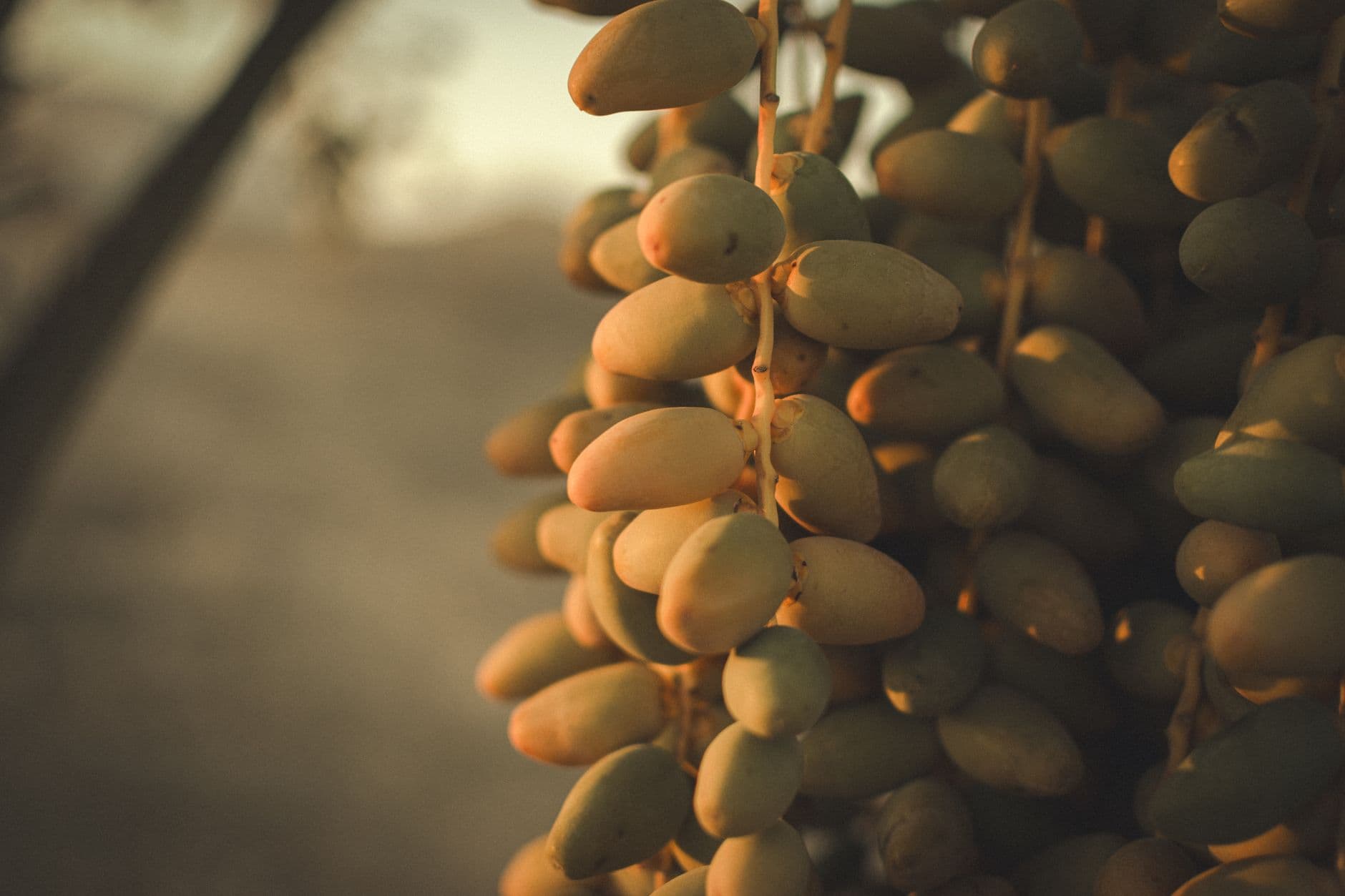 العراق: سلة تمور العالم
